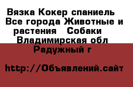 Вязка Кокер спаниель - Все города Животные и растения » Собаки   . Владимирская обл.,Радужный г.